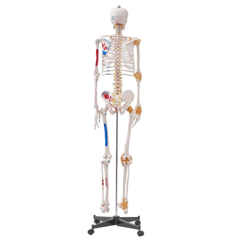 VEVOR Human Skeleton Model for Anatomy, 71.65