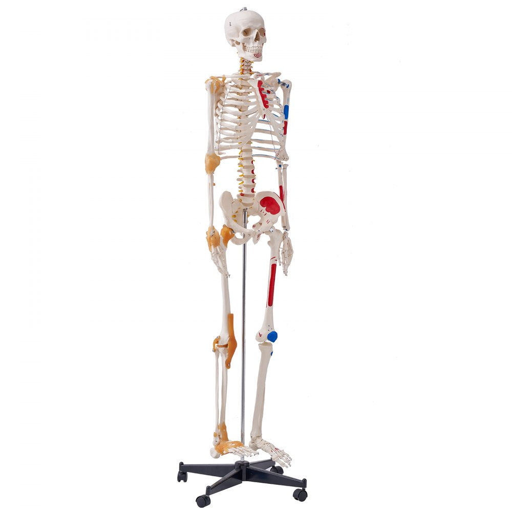 VEVOR Human Skeleton Model for Anatomy, 71.65