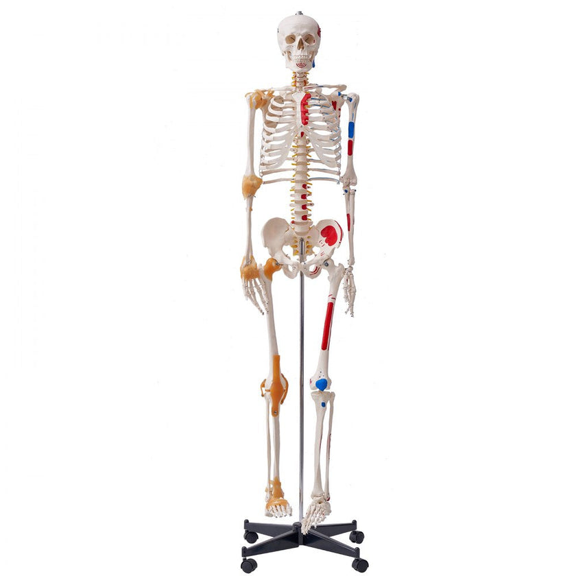 VEVOR Human Skeleton Model for Anatomy, 71.65