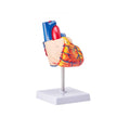 VEVOR Human Heart Model, 2-Part 1:1 Life Size, Anatomically Accurate Numbered Anatomical Heart Model with Anatomically Correct Structures, Magnetic Design, Held Together on Display Base for Learning