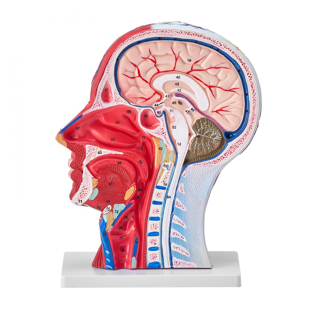 VEVOR Human Half Head Superficial Neurovascular Model with Musculature, 1:1 Life Size Anatomical Head Neck Model Skull and Brain for Professional Teaching Learning, Kids Learning Education Display