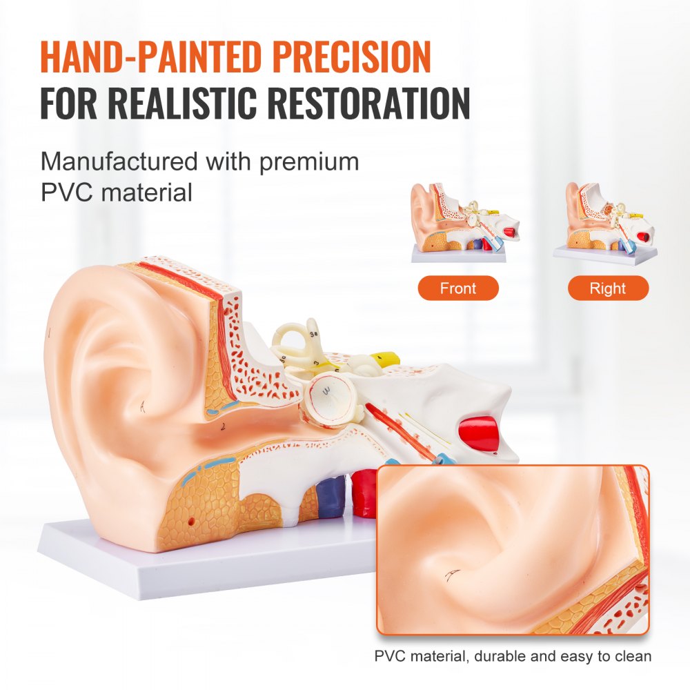 VEVOR Human Ear Anatomy Model, 3 Parts 5 Times Enlarged Human Ear Model Displaying Outer, Middle, Inner Ear with Base, Professional PVC Anatomical Ear Model for Education Physiology Study Teaching