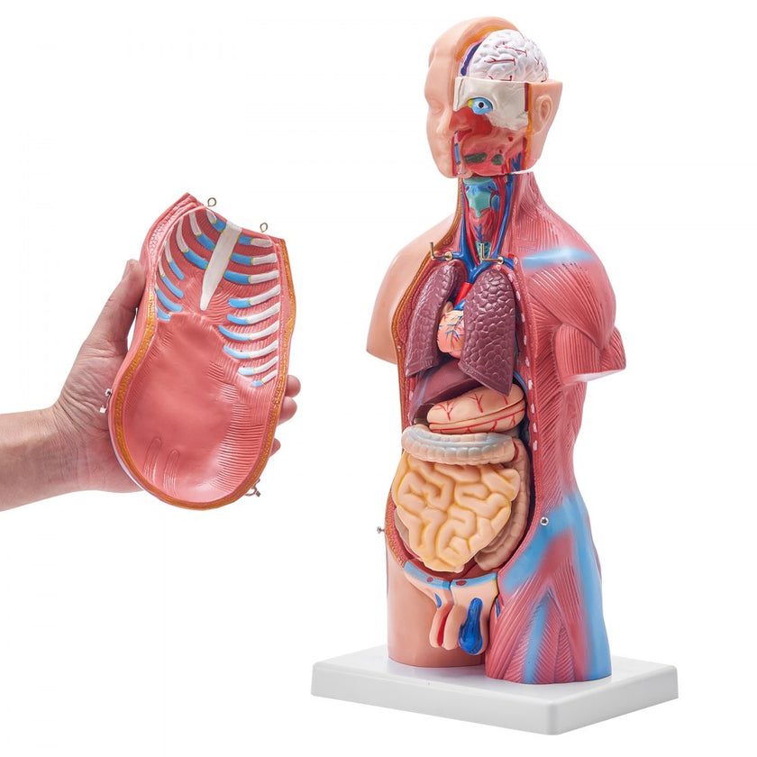 VEVOR Human Body Model, 23 Parts 18 inch, Human Torso Anatomy Model Unisex Anatomical Skeleton Model with Removable Organs, Educational Teaching Tool for Students Science Learning Education Display