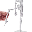 VEVOR Human Anatomy Models Bundle Set, Brain, Human Torso Body, Heart, Skeleton Model Set of 4, Hands-on 3D Model Study Tools Teaching Models for Physiology Students or as Educational Kit for Kids
