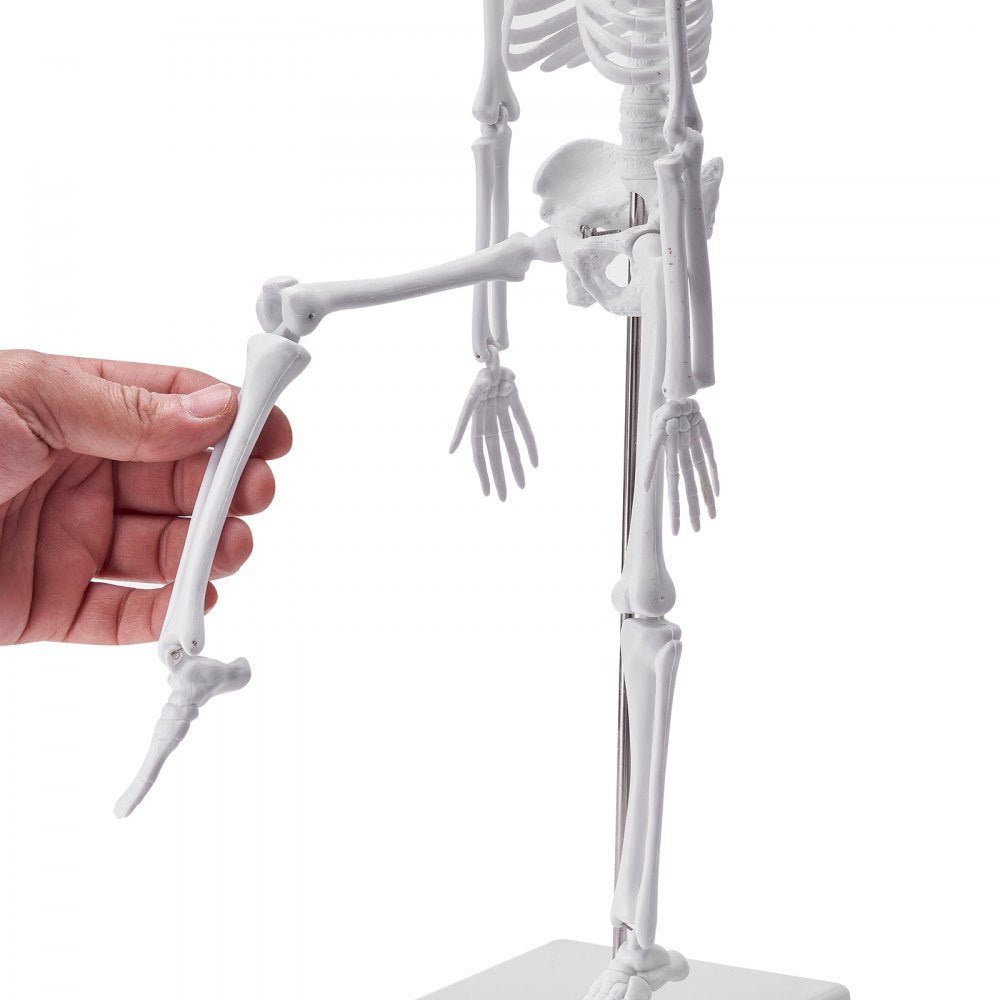 VEVOR Human Anatomy Models Bundle Set, Brain, Human Torso Body, Heart, Skeleton Model Set of 4, Hands-on 3D Model Study Tools Teaching Models for Physiology Students or as Educational Kit for Kids