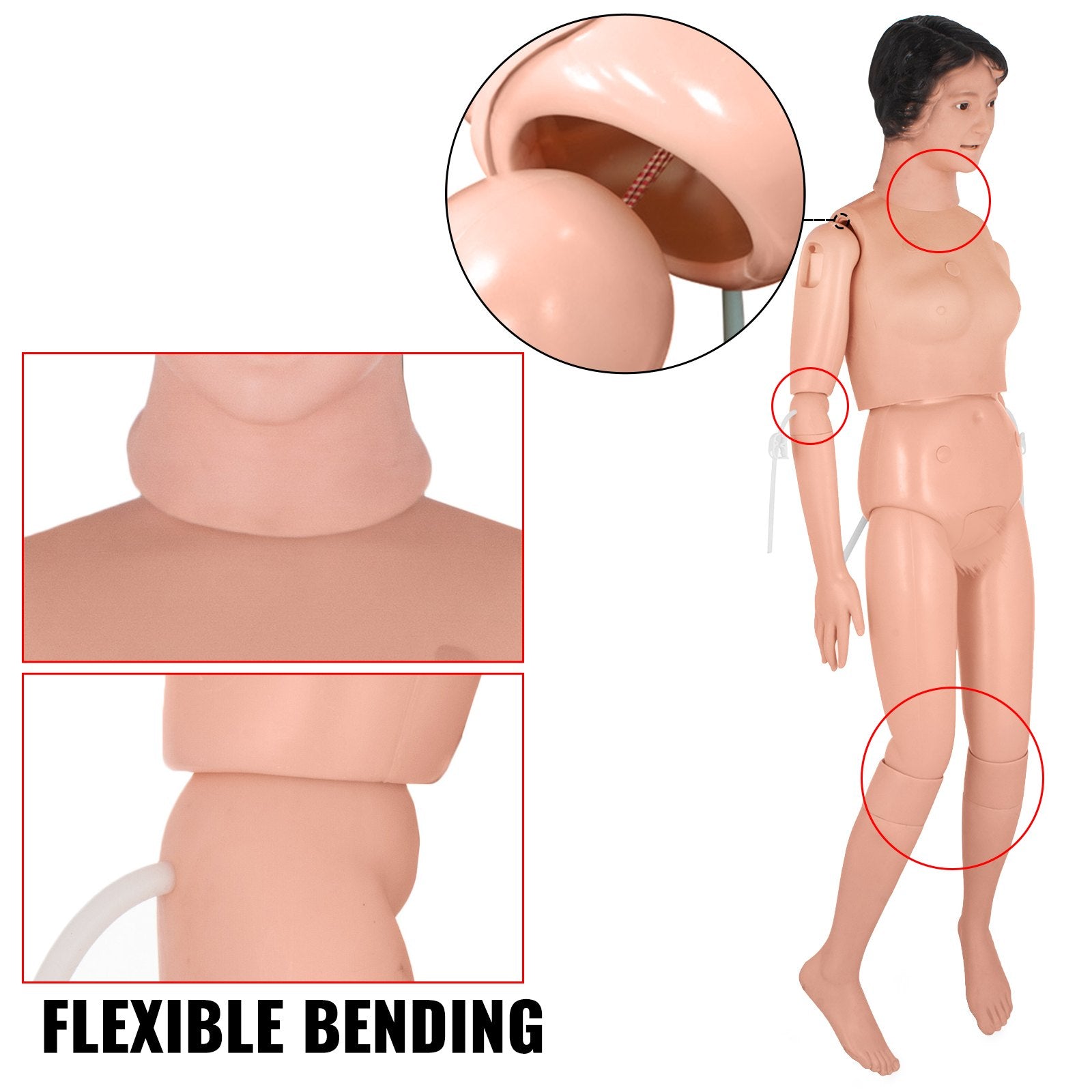 VEVOR Manikin for The Cure of The Patient Didactic Material in PVC Medical Training Teaching Manikin Model Woman for Teaching at School of Nursing Medicine