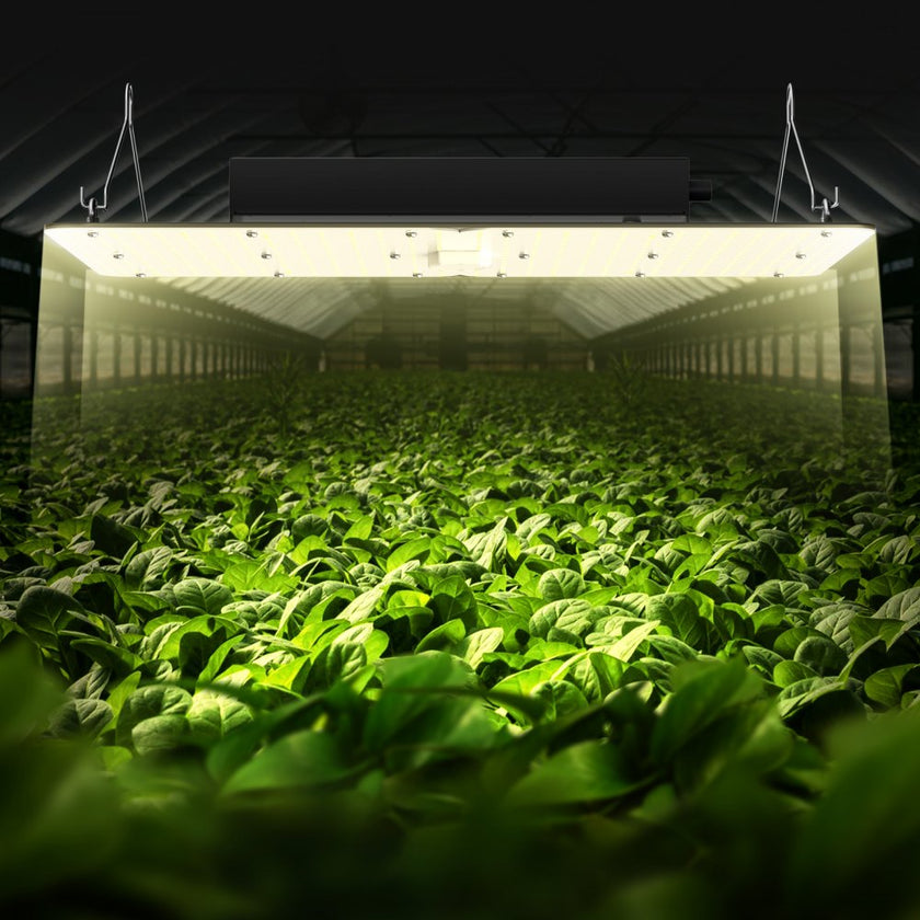 VEVOR LED Grow Light, 300W Full Spectrum Dimmable, High Yield Samsung 2B1B Diodes Growing Lamp for Indoor Plants Seedling Veg and Bloom Greenhouse Growing, Daisy Chain Driver for 3x3/4x4 ft Grow Tent