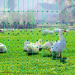 VEVOR Electric Fence Netting, 48