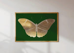 Vintage Gold Butterfly |  Emerald Green Dark Academia Style Art Print (available handframed or unframed)