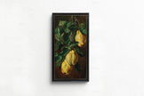 Vintage Quinces Botanical Art Print: Adam Ludwig Kunz, Victorian Fruit Still Life