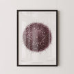 Vintage Sea Urchin Print: Prince Albert I Illustration, Marine Life Art