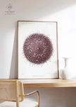 Vintage Sea Urchin Print: Prince Albert I Illustration, Marine Life Art
