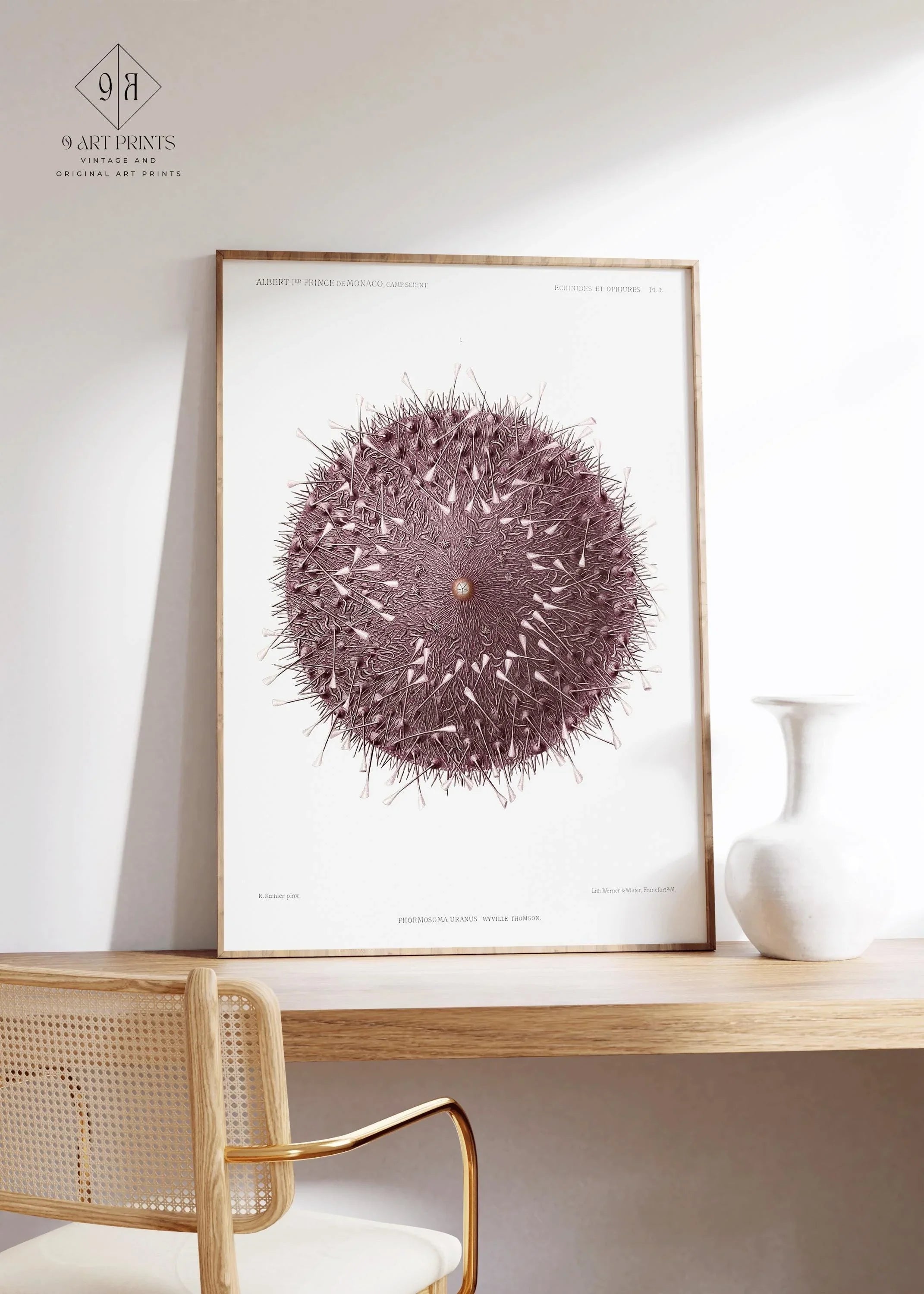 Vintage Sea Urchin Print: Prince Albert I Illustration, Marine Life Art
