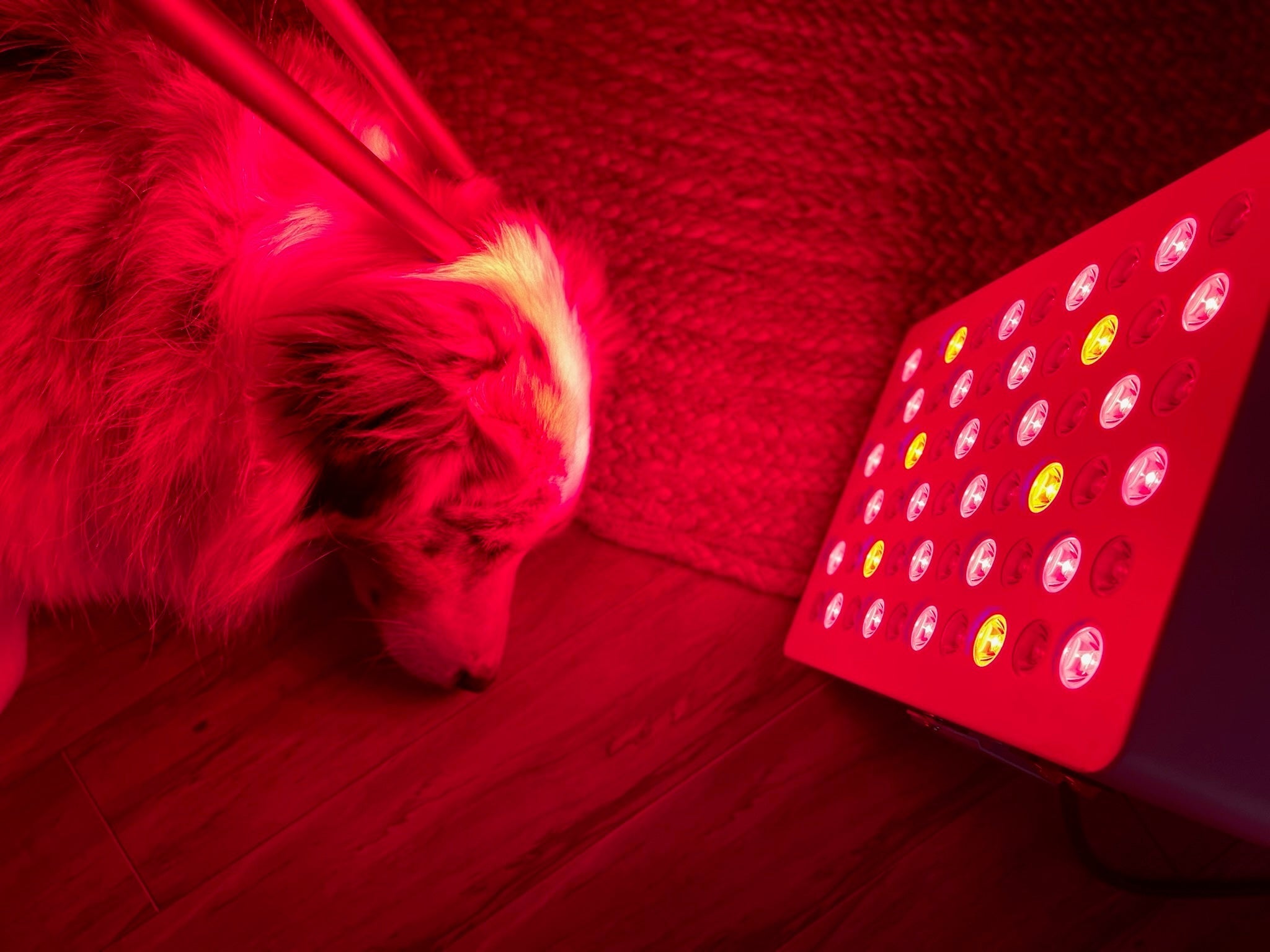 Kivo Vital 300: Portable Small Red Light Therapy Panel + Integrated Stand