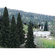 Woodland Scenics HO Ready Made Trees Evergreen Tree Value Pack 4 - 6