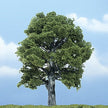 Woodland Scenics Ready Made Premium Trees Deciduous Oak 5