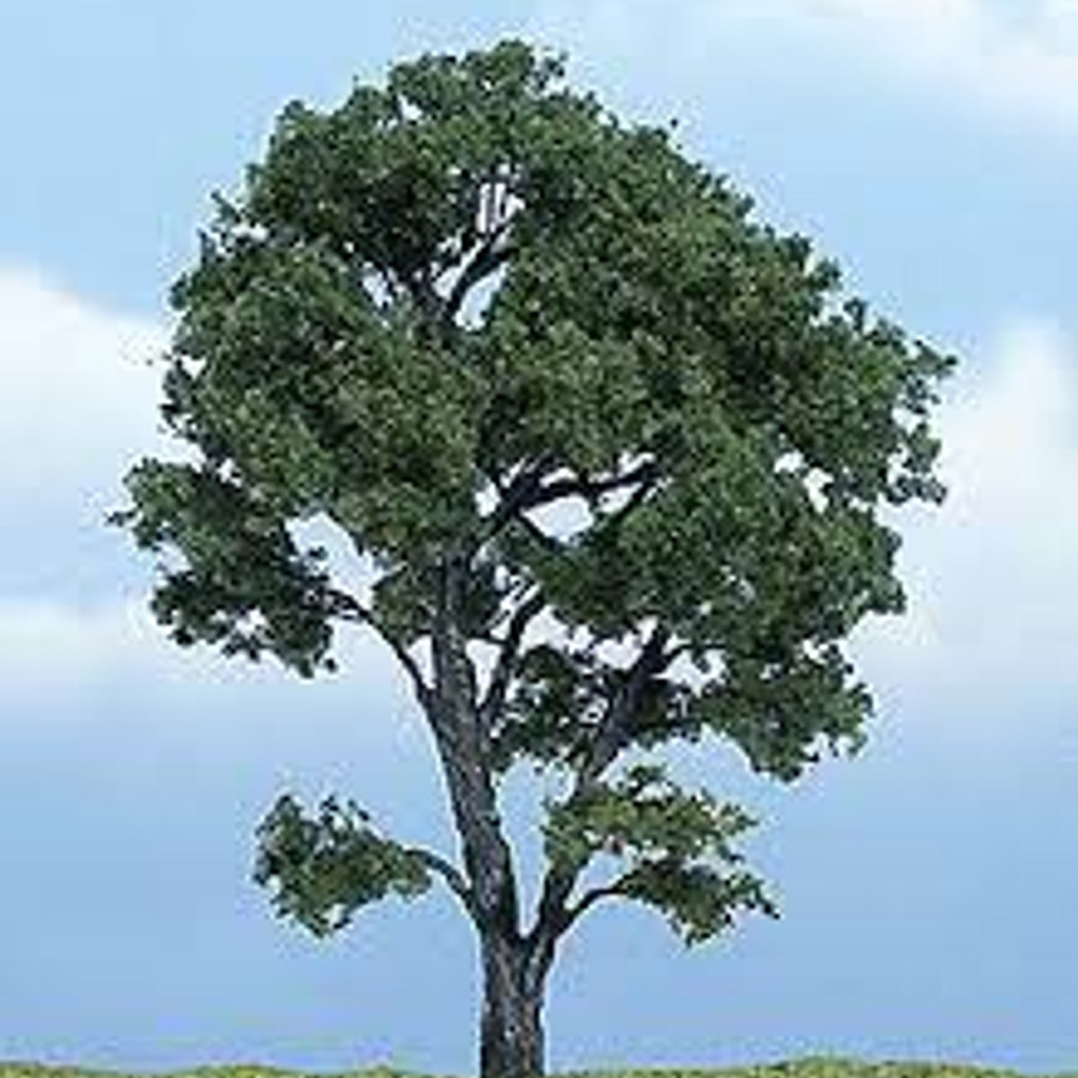 Woodland Scenics Ready Made Premium Trees Maple 4-3/8