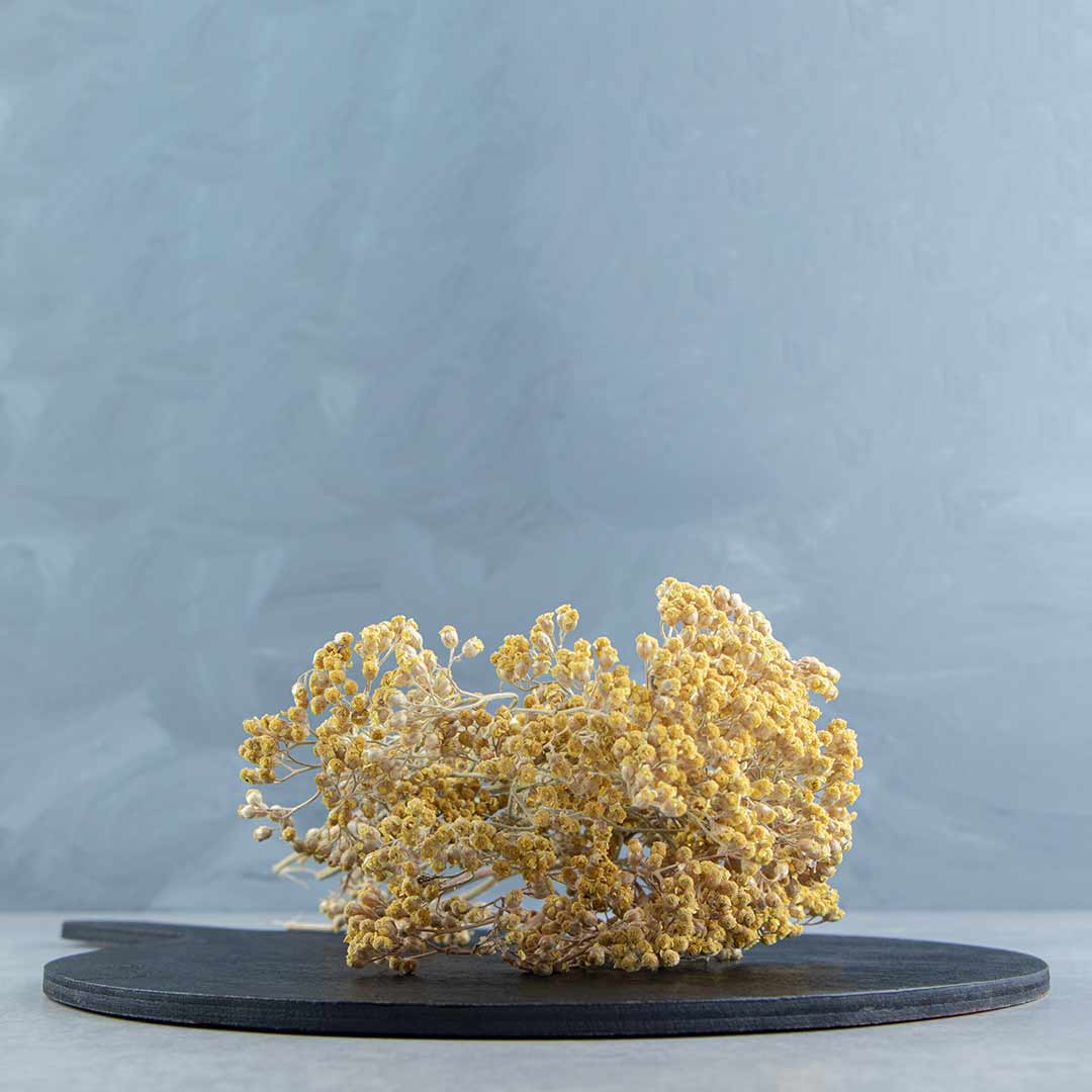 Yarrow Flower