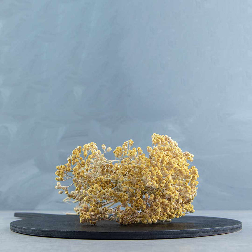Yarrow Flower