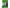 Sachets de thé vert Yamashiro Bussan parfaits pour les bouteilles 2g x 40P x 20 sachets 
